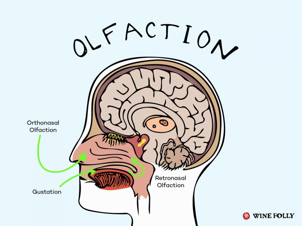 olfaction-chart-our-sense-of-smell-taste.jpg