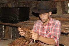 selecting leaf to roll on the farm cigars